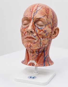 Anatomical mannikin used during cosmetic injecting education