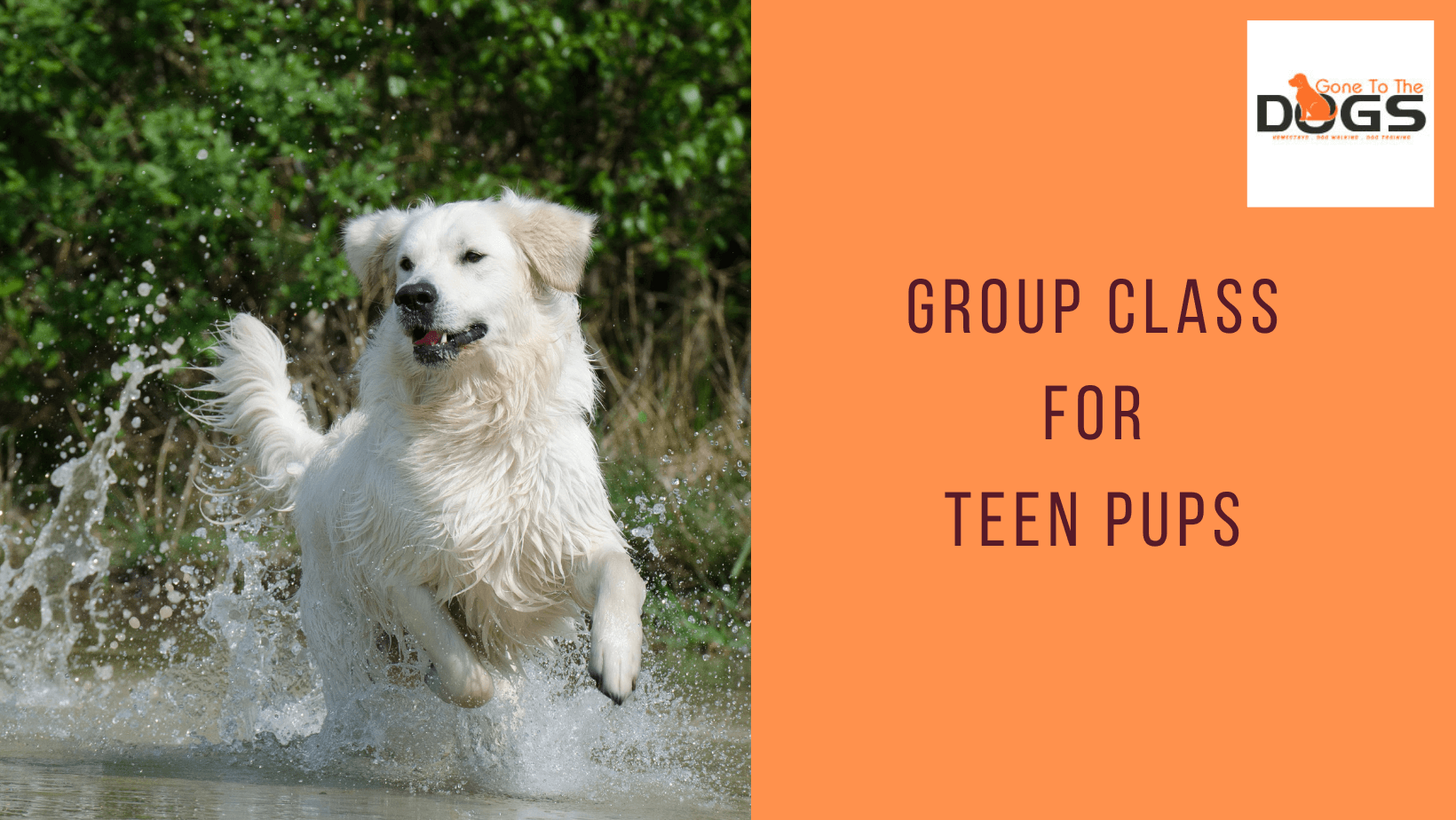 Group Class For Teen Pups group-class-for-teen-pups