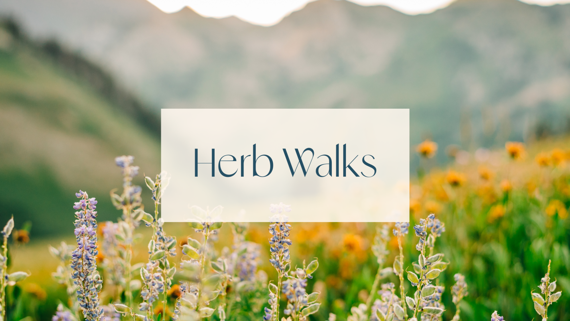 A flower field in the mountains with a text overlay that says "herb walks"
