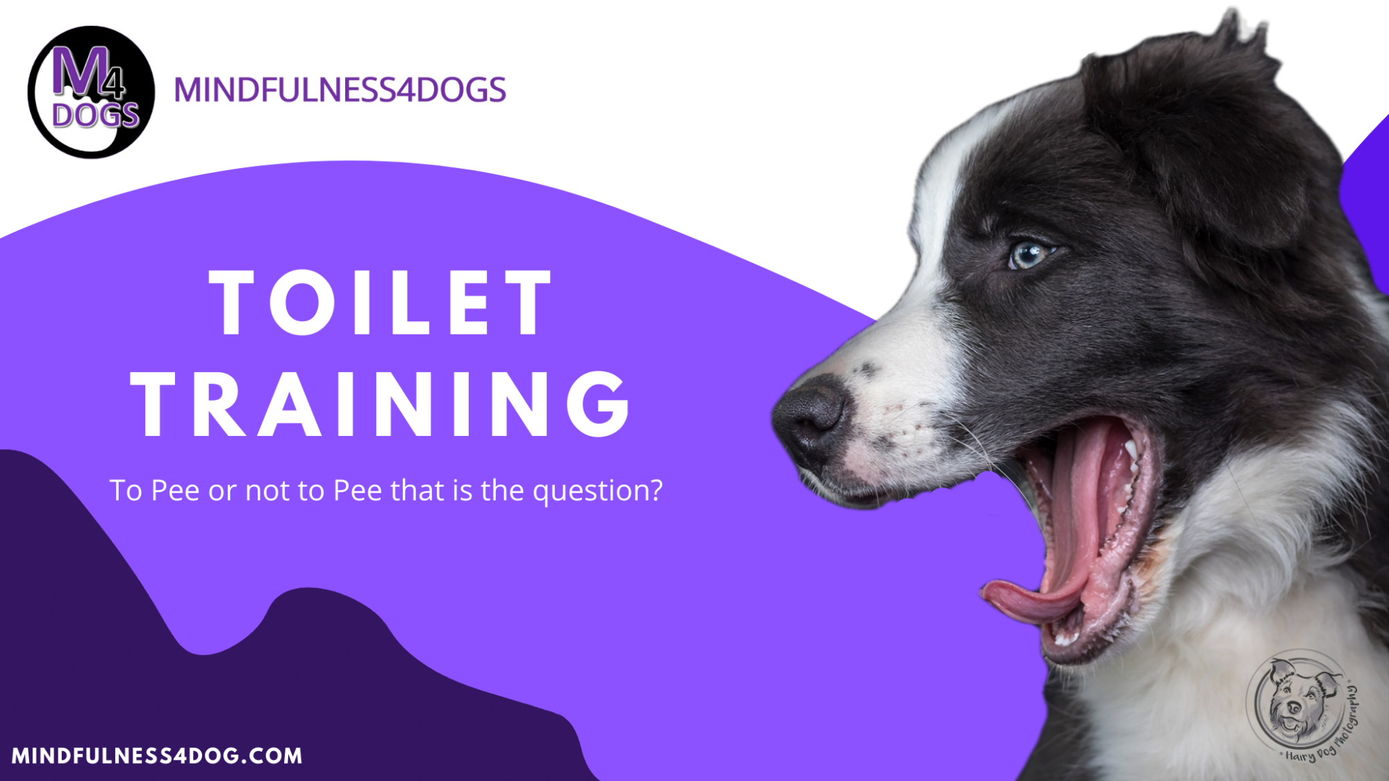Toilet Training For Puppies Tips Toilet Training For Puppies Tips