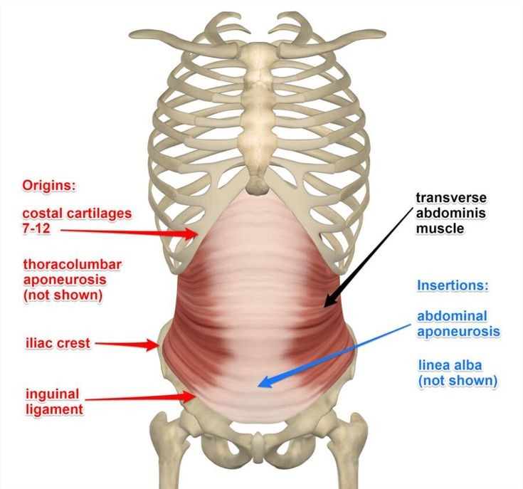 To Brace or Not To Brace Your Core?