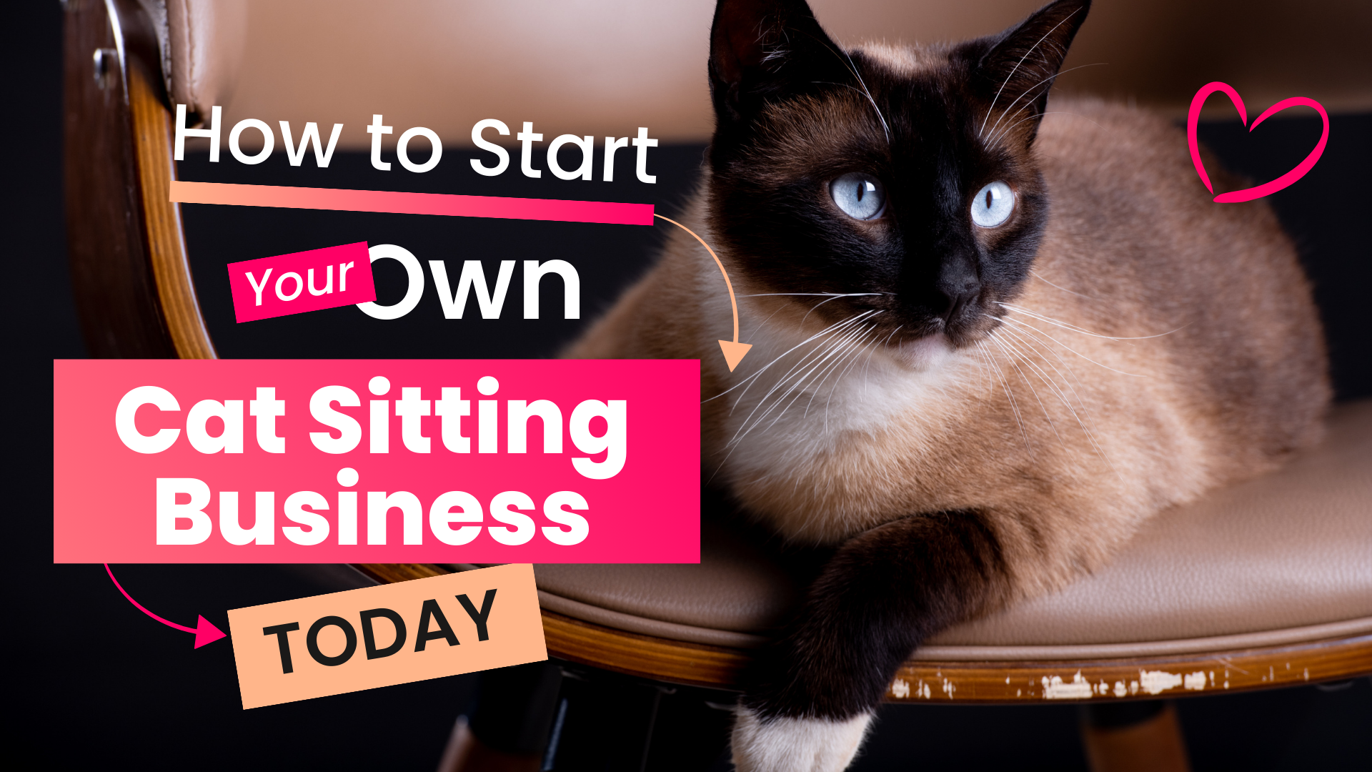 Cat Busness Notes How to Start a Cat Sitting Business: Complete Guide