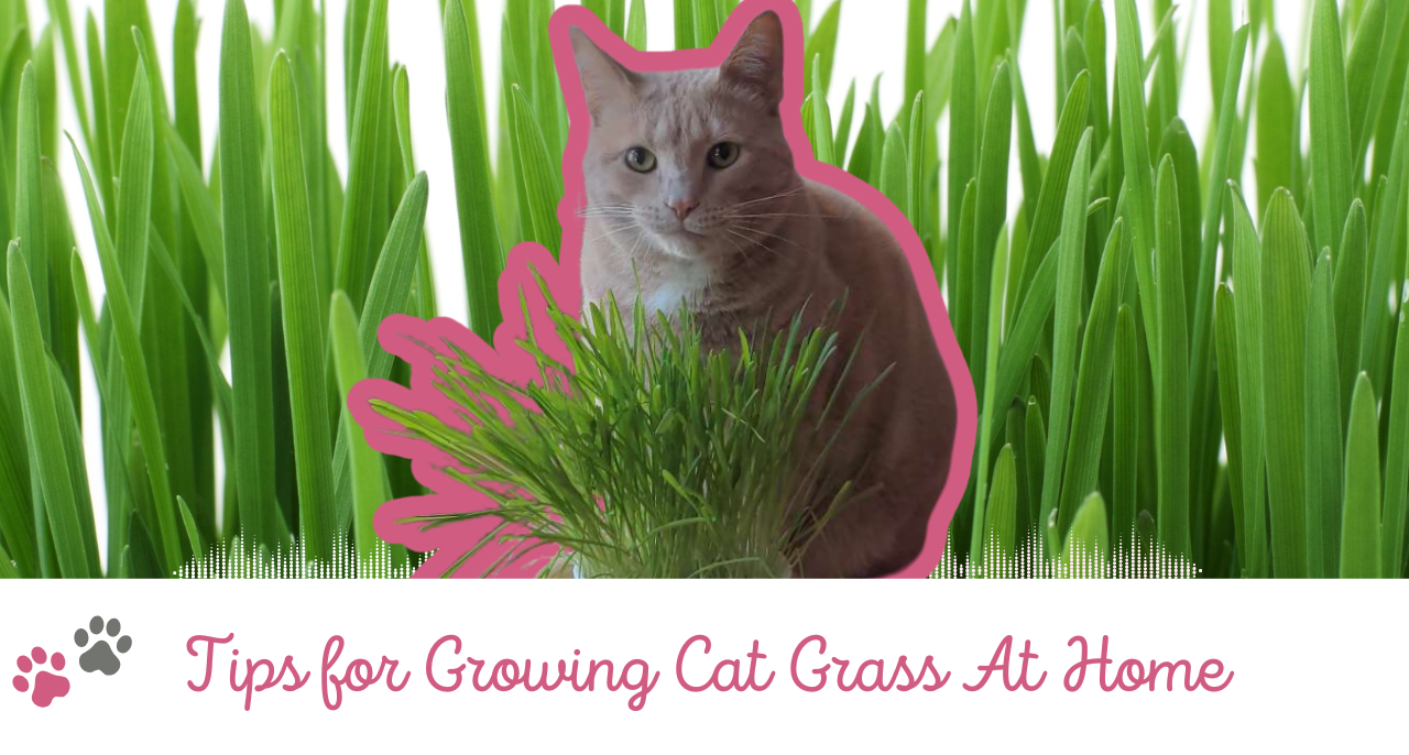 All Cat Rass Growing Cat Grass At Home