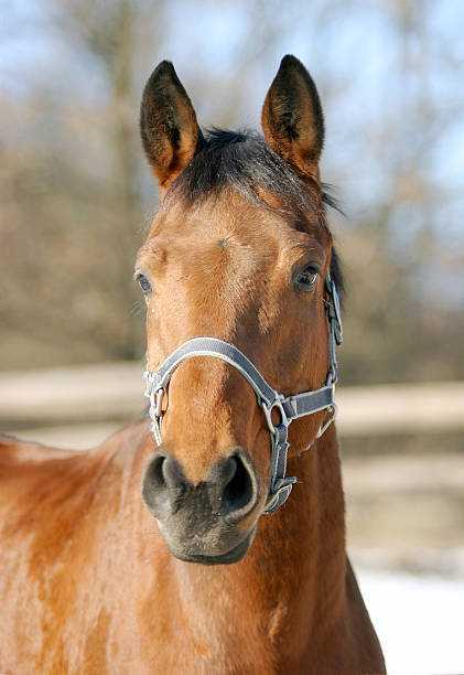 How Horses hear