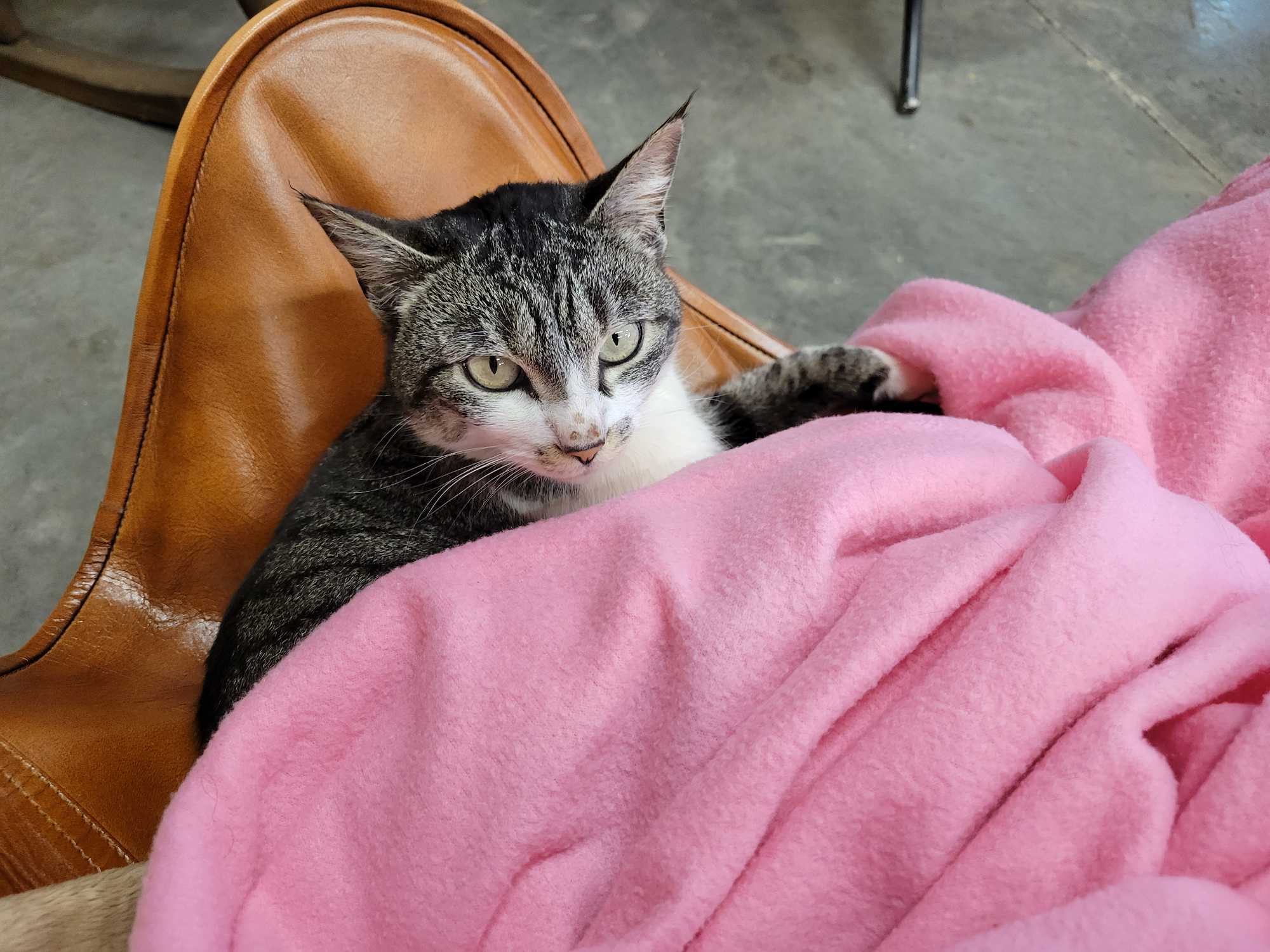 Sandy Freschi - Emotion Code Healing and Human Design Guidance