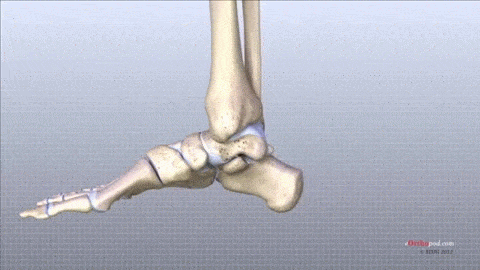 Mastering Foot Mechanics Workshop -V1/2025 - Self Movement Analysis