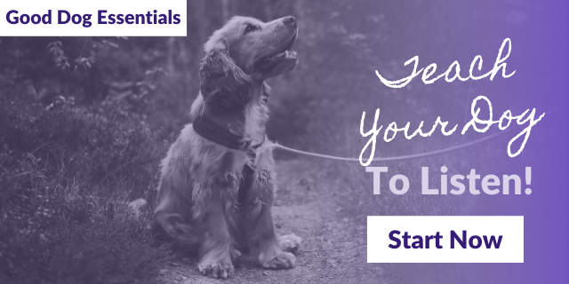 lab dog training near me