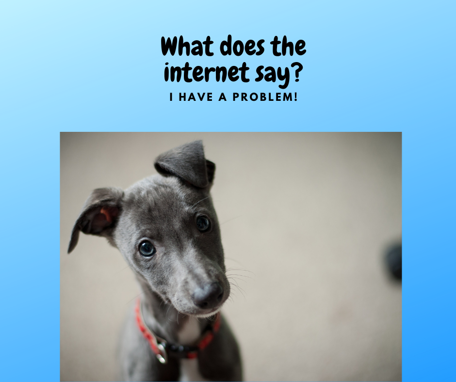 Dog Getting Internet Online training and tips with Tony the Dog Trainer in Hamilton.