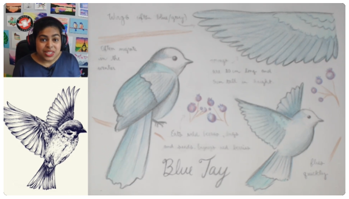 Scientific Bird Drawing - Video Drawing Project