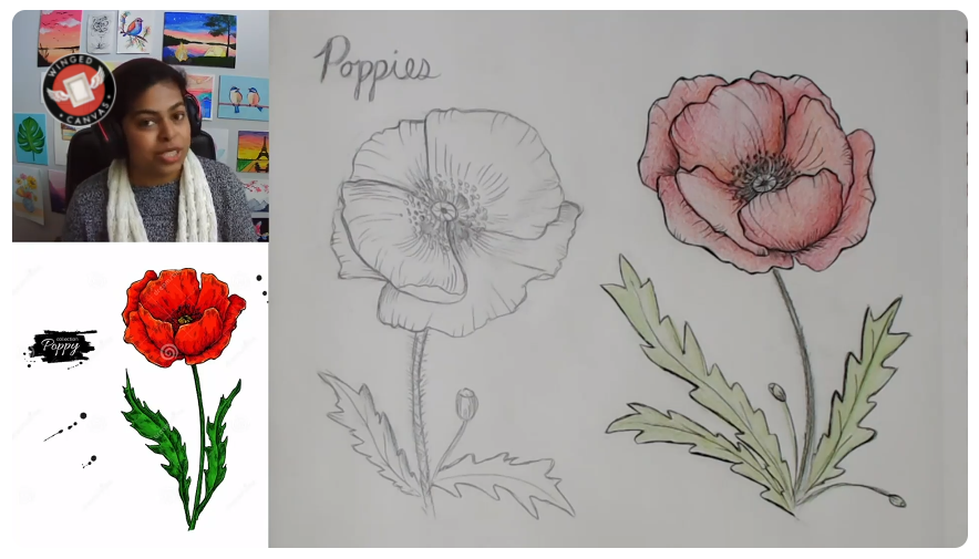 Poppy Study - Video Drawing Project